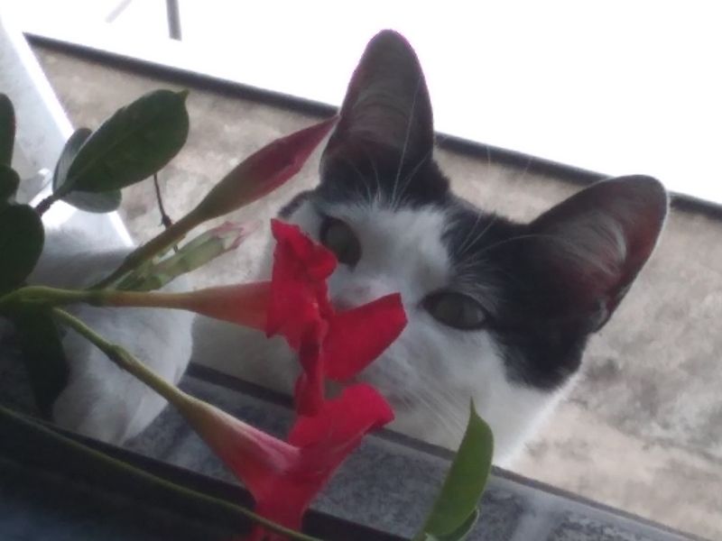 Schwarz-weiße Katze schnuppert an einer roten Blüte