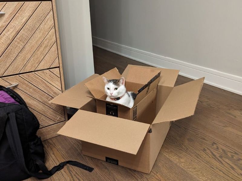 Katze sitzt in einem Pappkarton