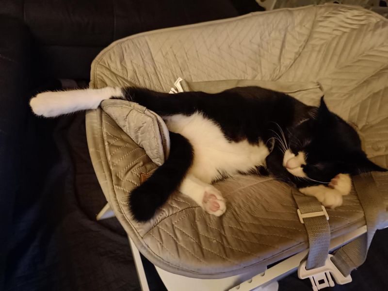 Schwarz-weiße Katze liegt entspannt auf einem Stuhl