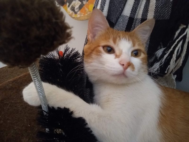Rot-weiße Katze an einem Kratzbaum