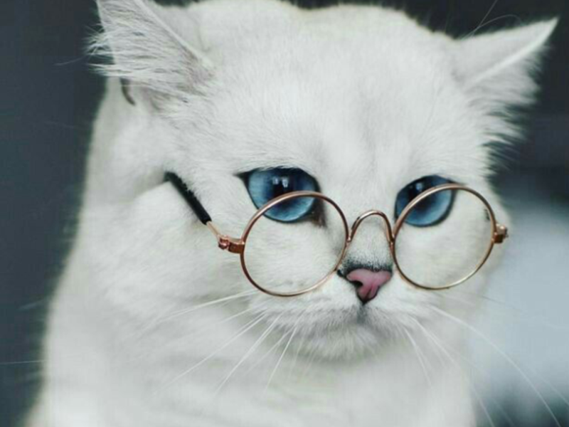Weiße Katze mit runder Brille