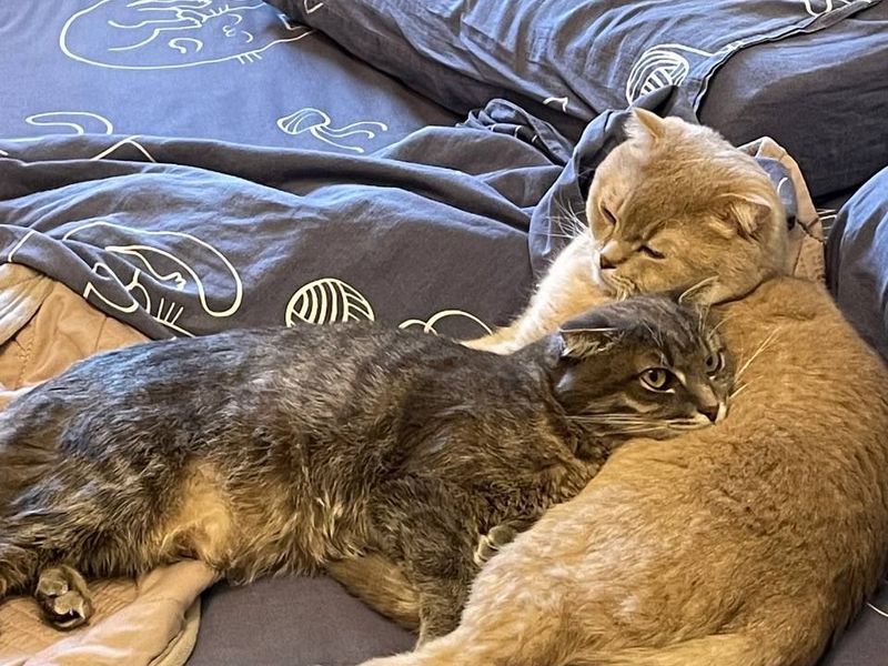 Zwei Katzen kuscheln zusammen auf einem Bett